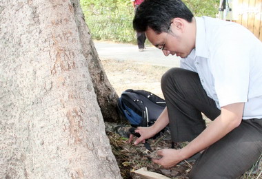 南投市掌葉蘋婆生病樹醫將投藥治療(圖)