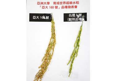 亞大研發168號超級梗稻(圖)
