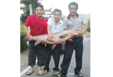 鹿谷麒麟潭釣到巨大烏鰡(圖)