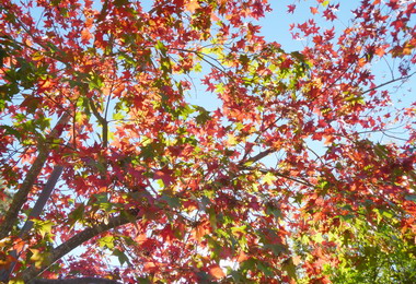 奧萬大國家森林遊樂區楓葉正紅(圖)