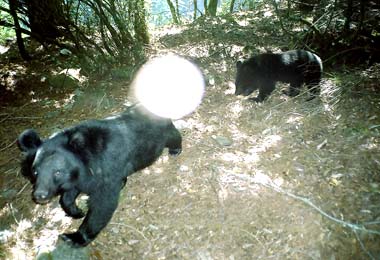 台灣黑熊將面臨瀕臨滅絕(圖)