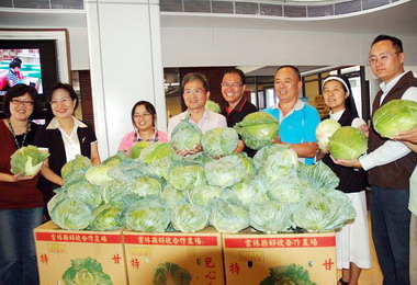 雲林當季高麗菜物美價廉品嚐正是時候(圖)