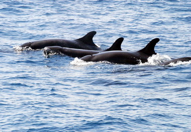 林管處辦鯨豚生物多樣性研習班成果豐碩(圖)