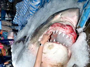 鯊魚出沒東海岸國際賽加強戒護(圖)