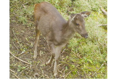 南投林管處發現台灣水鹿雄鹿滾泥浴生態(圖)