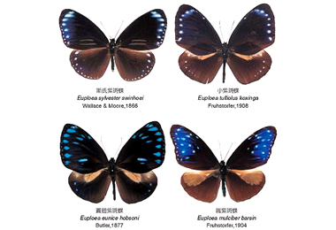 暖化紫斑蝶南遷越冬成絕響(圖)