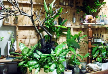 李根煌回收棧板創造植物生態園(圖)