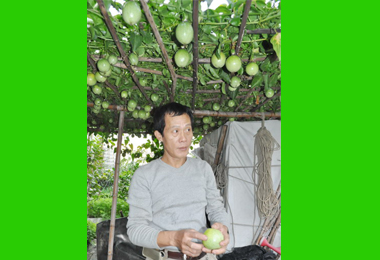 陳順茂種植黃金百香果有成(圖)