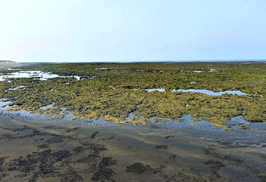 桃園工業區排廢水嚴查搶救藻礁(圖)