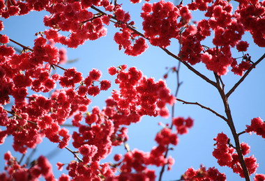 春天來了梅觀光列車走訪嘉義梅山(圖)