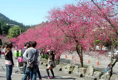 信義假日櫻花季登場風和日麗遊客樂(圖)