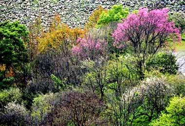 石門水庫秋楓冬梅春櫻杜鵑全開(圖)