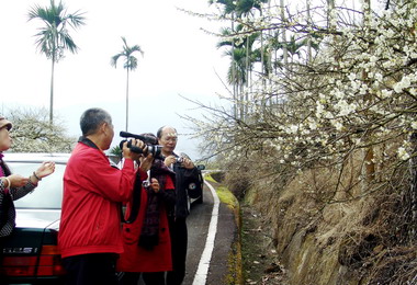 信義風櫃斗滿山花海雪白蔚為奇觀(圖)