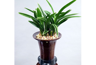 國蘭產銷協會義賣蕙蘭助弱勢(圖)