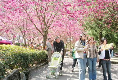 九族櫻花祭熱鬧登場(圖)