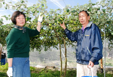 國姓足米有機棗園清甜棗果引遊客嚐鮮(圖)