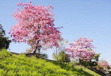 南投貓羅溪畔風鈴樹美不勝收(圖)