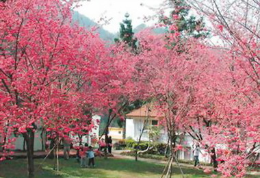 惠蓀林場櫻花盛開賞櫻正是時候(圖)