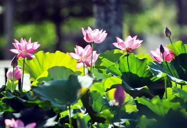 春節過後省府票選中興新村八景(圖)