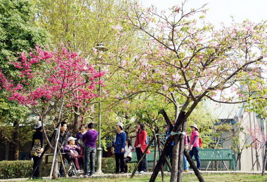 新竹公園歡慶種植河津櫻10週年紀念(圖)