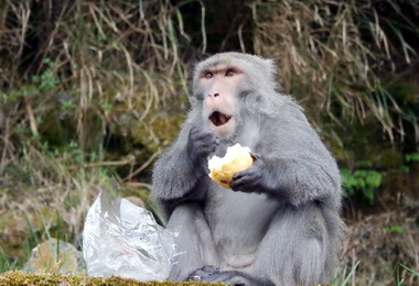 餵食獼等野生動物3月起將開罰(圖)