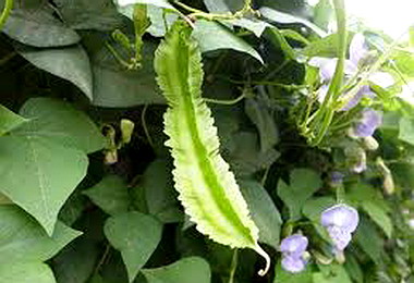 阿美族翼豆營養豐富勝大豆(圖)