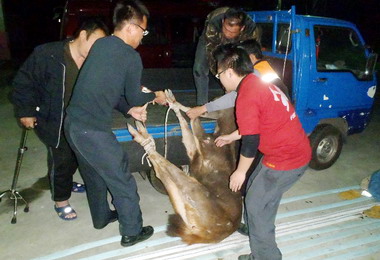 山鹿墜溝義消前往搶救(圖)