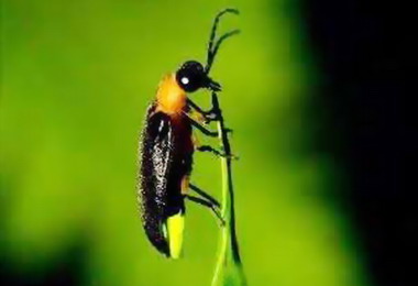 南投賞螢季精彩登場(圖)