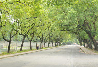 中興新村綠色隧道民眾休閒旅遊好去處(圖)