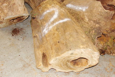 信義警分局查獲牛樟木竊盜案(圖)