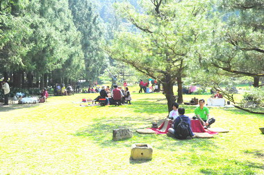 魚池鄉舉辦賞櫻盛會(圖)