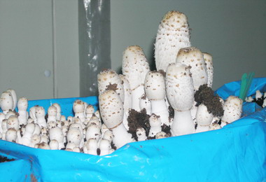 農試所研發優質菇類安全生產新技術(圖)