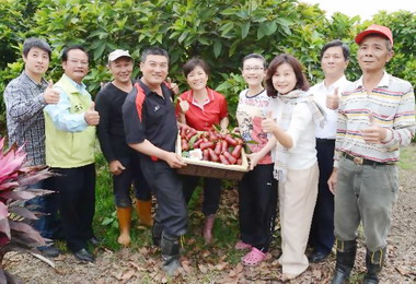 古坑蓮霧品質佳縣府輔佐強攻國內市場(圖)