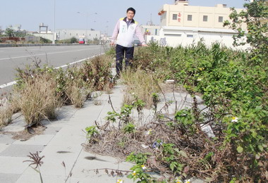 中市梧棲區自立路人行道雜草擋路(圖)