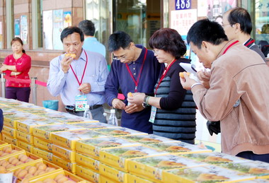 2013太平枇杷評鑑結果出爐(圖)