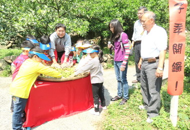 水里梅子節熱鬧登場(圖)