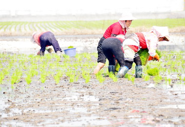 彰縣首次大面積稻田彩繪壯觀登場(圖)