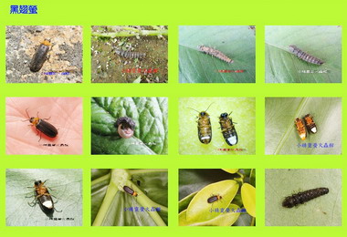 奧萬大螢火蟲季正式展開(圖)