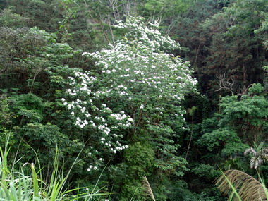 桐花祭 中寮永祿古道桐舞新姿(圖)