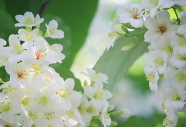 雲品酒店推出賞油桐花活動(圖)