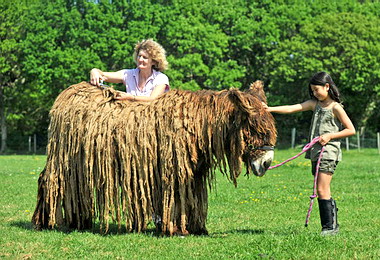 長毛驢恐瀕臨絕種全球不到1000隻(圖)