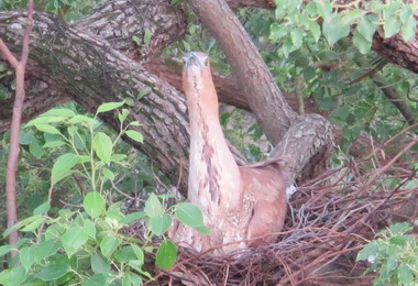 黑冠麻鷺現身集集成為鳥類生態教學現場(圖)