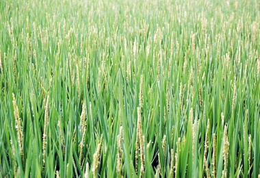 霧峰水稻發生稻穗不捻實專家進行調查(圖)
