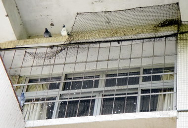 議員：海線區野鴿肆虐恐成H7N9防疫漏洞(圖)