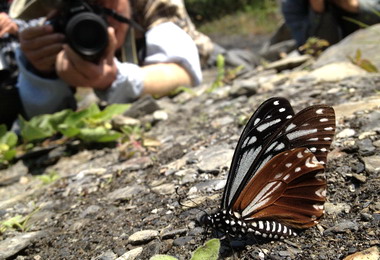 2013埔里蝴蝶全國辨識大賽開始報名(圖)