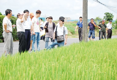 霧峰發生稻穗不捻實恐嚴重衝擊稻米產量(圖)
