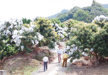 太平荔枝認養延至本週額滿截止(圖)