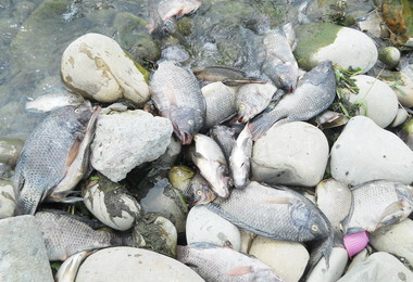 大里旱溪南門橋到樹王橋間魚群暴斃死亡(圖)