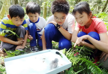魚池五城森林社區營造貓頭鷹生活環境(圖)