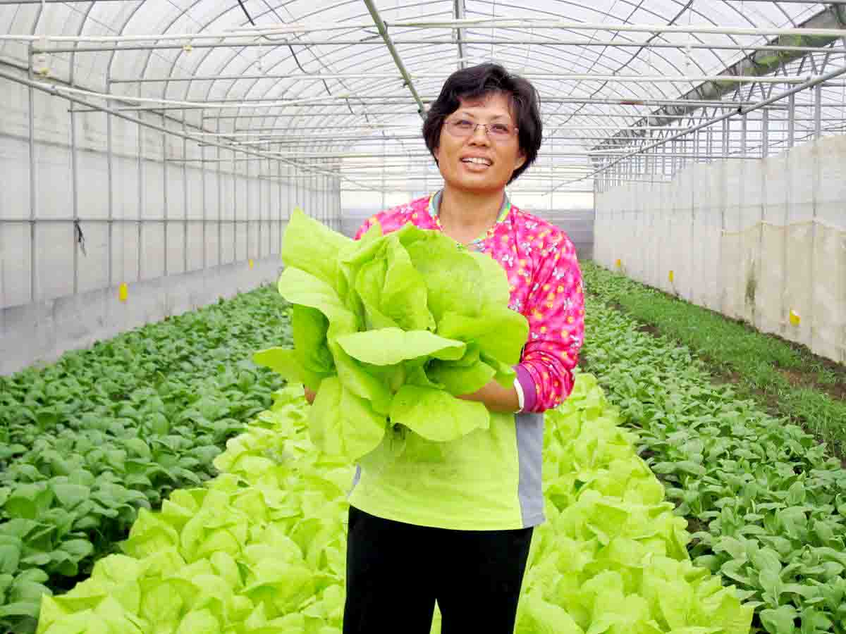 美容老師返鄉種有機蔬菜(圖)